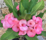 Euphorbia Milii GREAT LEGACY Crown of Thorns Corona de Cristo New Variety