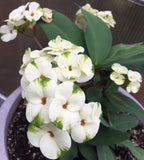 Euphorbia Milii JADE N' PEARLS Crown of Thorns Corona de Cristo Succulent