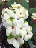 Euphorbia Milii JADE N' PEARLS Crown of Thorns Corona de Cristo Succulent