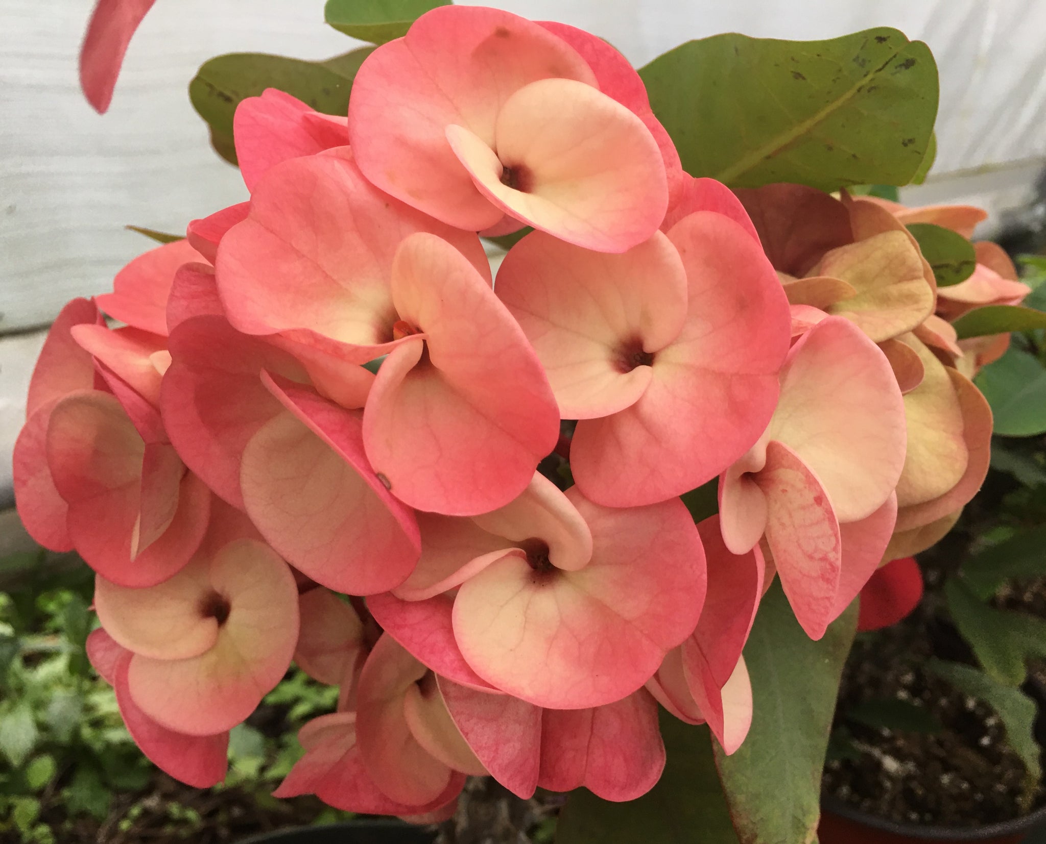 millionaire succulent Euphorbia Milii PINK MILLIONAIRE Crown of Thorns Corona de Cristo – Euphorbia Milii Garden (Crown Of Thorns)