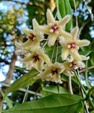 HOYA BUOTII Wax Plant/Vine Flor d'Cera Houseplant Scented Bloom