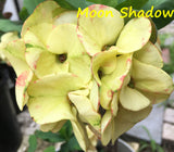 Euphorbia Milii MOON SHADOW Crown of Thorns Corona de Cristo