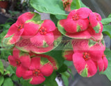 Euphorbia Milii FLAME of the FOREST Corona de Cristo Tropicals Succulents