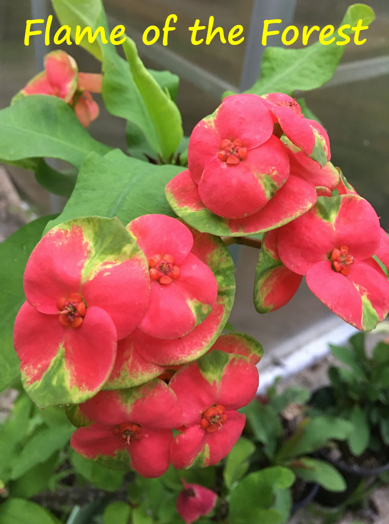 Euphorbia Milii FLAME of the FOREST Corona de Cristo Tropicals Succule – Euphorbia  Milii Garden (Crown Of Thorns)