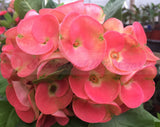 Euphorbia Milii PRINCE OF ORANGE Crown of Thorns Corona de Cristo Succulents Tropicals