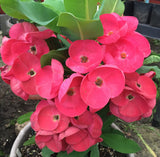 Euphorbia Milii THED THAI Crown of Thorns Corona de Cristo Succulent New!