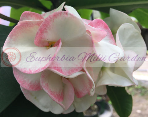 Euphorbia Milii SEXY PINK Crown of Thorns Corona De Cristo Cactus Poysean