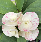 Euphorbia Milii MIRELLA Crown of Thorns Corona De Cristo Poysean