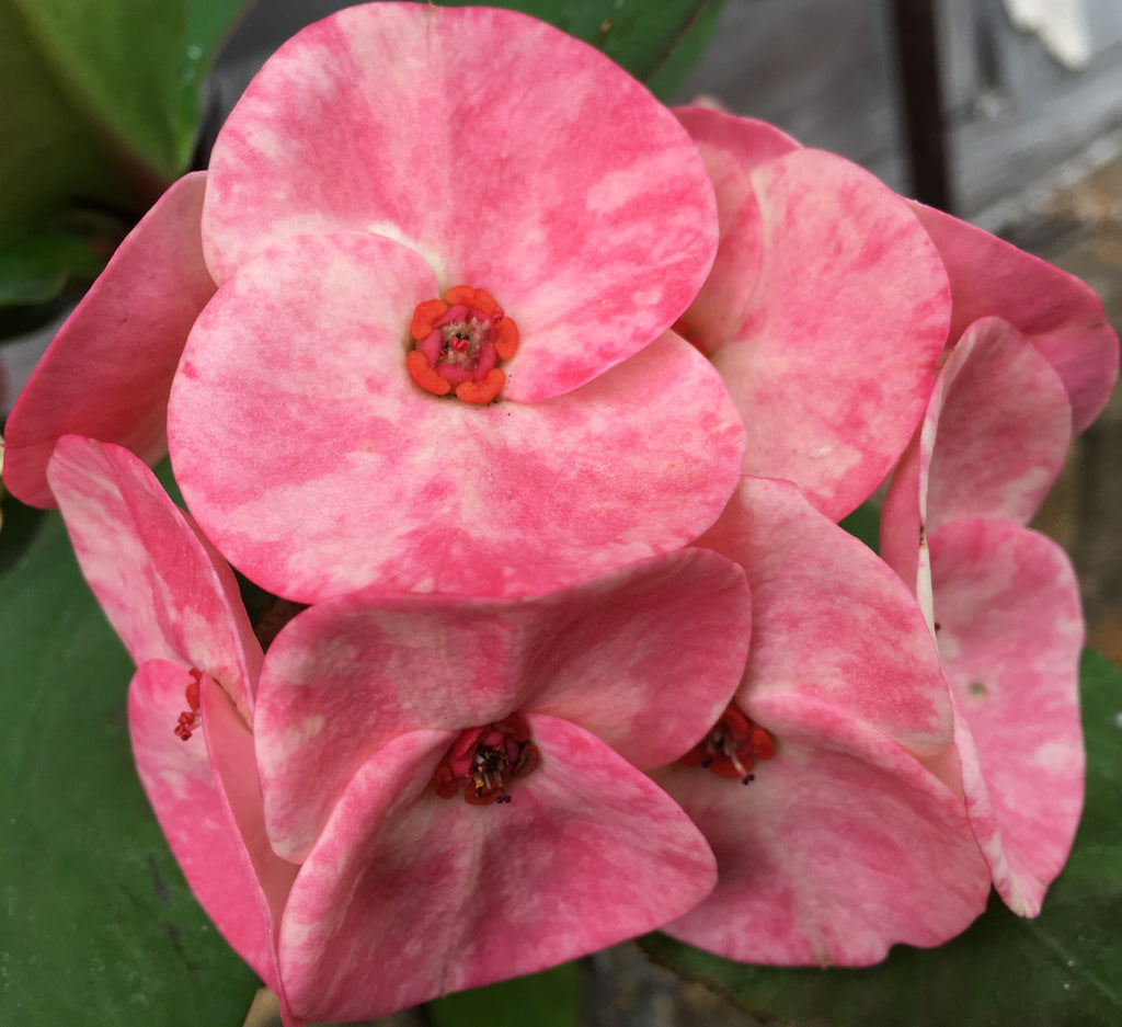 Vigoro 2.5 Qt. Crown of Thorns Plant Pink Flowers in 6.33 In