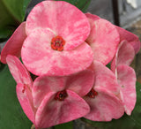 Euphorbia Milii ROMANTIC PINK Crown of Thorns Corona de Cristo