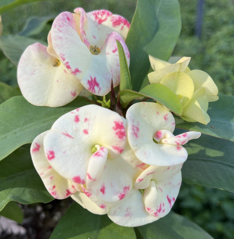 Euphorbia Milii MIDORI Crown of Thorns Corona De Cristo Poysean