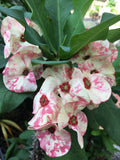 Euphorbia Milii PEKASH Crown of Thorns Corona de Cristo Tropical Rare