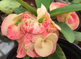 Euphorbia Milii MIRELLA Crown of Thorns Corona De Cristo Poysean