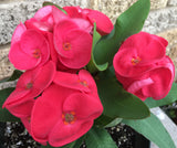 Euphorbia Milii SUNSET BOULEVARD Crown of Thorns Corona de Cristo Succulent