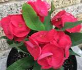 Euphorbia Milii SUNSET BOULEVARD Crown of Thorns Corona de Cristo Succulent
