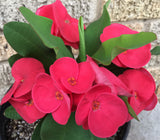 Euphorbia Milii SUNSET BOULEVARD Crown of Thorns Corona de Cristo Succulent