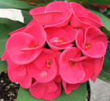 Euphorbia Milii HOR SHAR (Red Pompom) Crown of Thorns Corona de Cristo