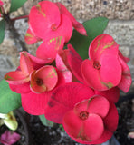 Euphorbia Milii Jade Bird Crown Of Thorns Corona de Cristo Succulents