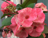 Euphorbia Milii ROMANTIC PINK Crown of Thorns Corona de Cristo