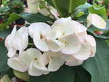 Euphorbia Milii SEXY PINK Crown of Thorns Corona De Cristo Cactus Poysean