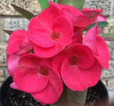 Euphorbia Milii VALENTINA Crown Of Thorns Corona de Cristo
