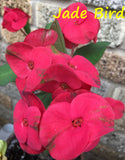Euphorbia Milii Jade Bird Crown Of Thorns Corona de Cristo Succulents