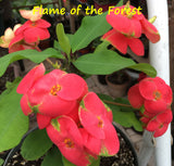 Euphorbia Milii FLAME of the FOREST Corona de Cristo Tropicals Succulents