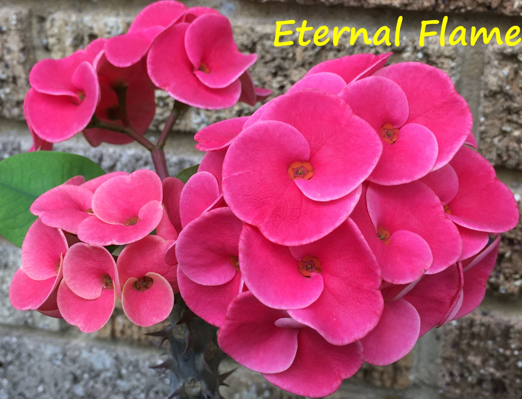 Products – Page 5 – Euphorbia Milii Garden (Crown Of Thorns)