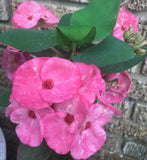 Euphorbia Milii ROMANTIC PINK Crown of Thorns Corona de Cristo