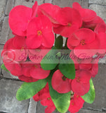 Euphorbia Milii RED VALENTINE Crown of Thorns Corona de Cristo Succulent