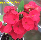 Euphorbia Milii RED VALENTINE Crown of Thorns Corona de Cristo Succulent