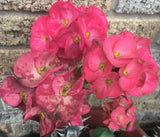 Euphorbia Milii LUCIANA Crown of Thorns  Corona de Cristo Succulent