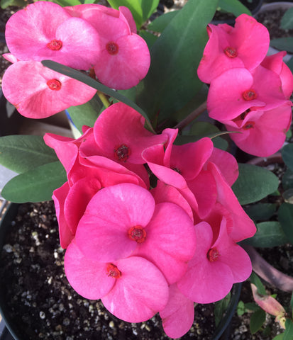 Euphorbia Milii LADY VALENTINE Crown of Thorns Corona De Cristo Poysean Thai Hybrid