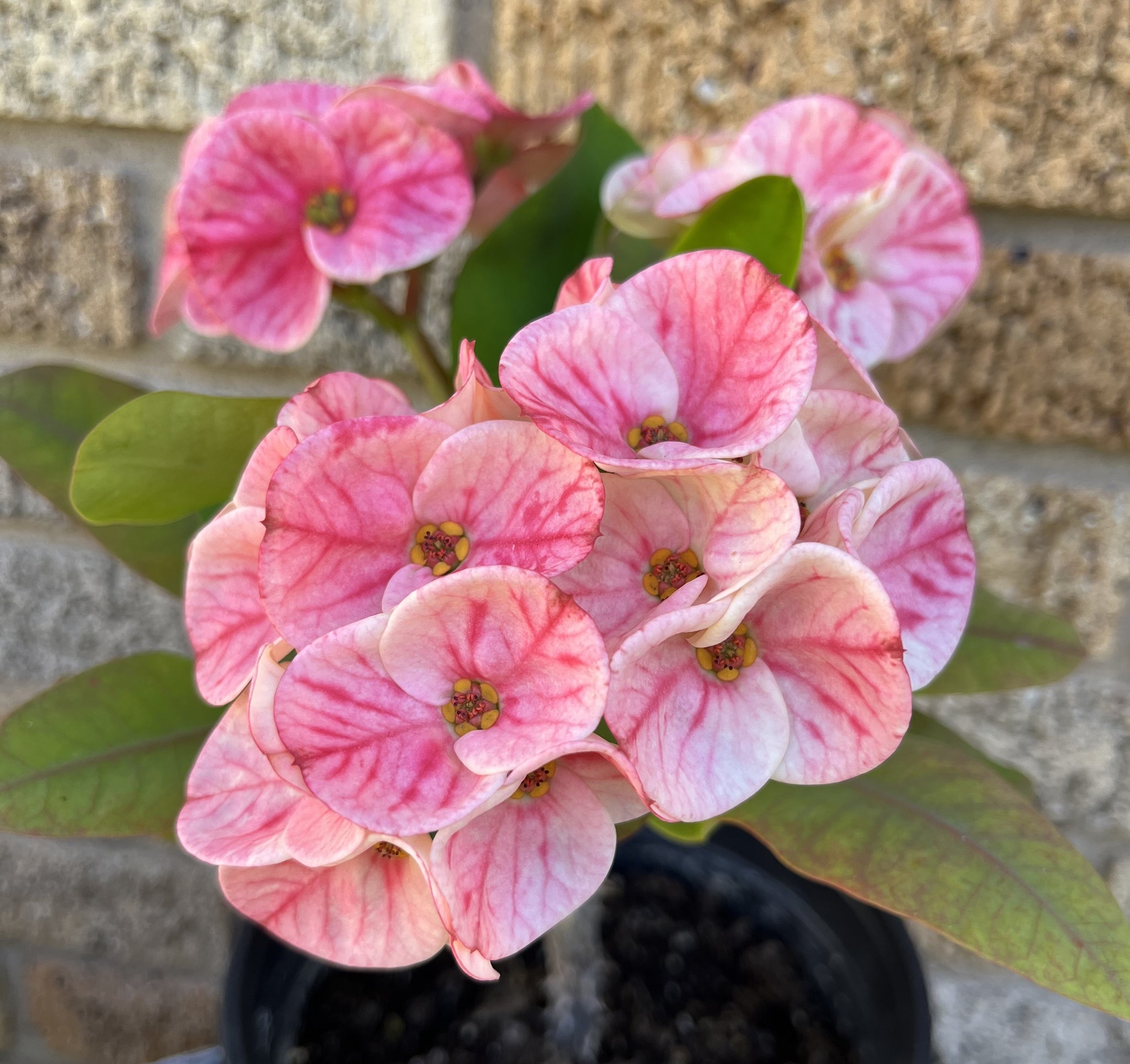 Euphorbia Milii GOLDEN RUBY Crown of Thorns Corona De Cristo
