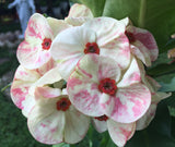 Euphorbia Milii PEKASH Crown of Thorns Corona de Cristo Tropical Rare