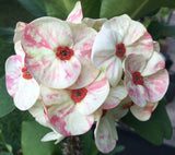 Euphorbia Milii PEKASH Crown of Thorns Corona de Cristo Tropical Rare