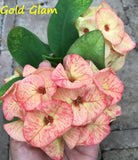 Euphorbia Milii GOLD GLAM Crown Of Thorns Corona de Cristo Cactus