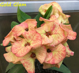 Euphorbia Milii GOLD GLAM Crown Of Thorns Corona de Cristo Cactus