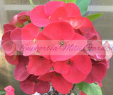 Euphorbia Milii RED VALENTINE Crown of Thorns Corona de Cristo Succulent