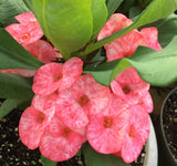 Euphorbia MIlii LUCKY PINKY Crown of Thorns Corona de Cristo