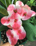 Euphorbia MIlii LUCKY PINKY Crown of Thorns Corona de Cristo