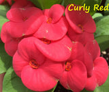 Euphorbia Milii CURLY RED Crown of Thorns Corona De Cristo Cactus Poysean Thai Hybrid