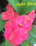 Euphorbia Milii Jade Bird Crown Of Thorns Corona de Cristo Succulents
