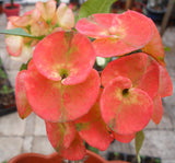 Euphorbia Milii SUNKIST Crown of Thorns Poysean Corona de Cristo Succulent Tropicals