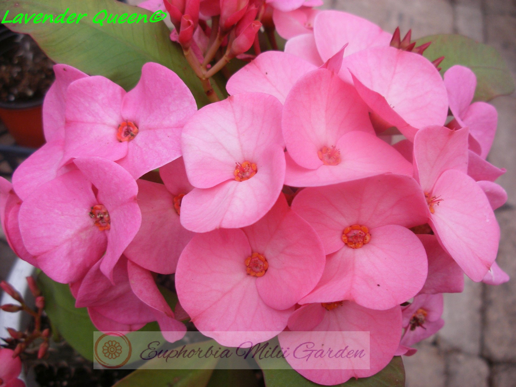 lavender queen plant Euphorbia Milii LAVENDER QUEEN Crown of Thorns Corona de Cristo – Euphorbia  Milii Garden (Crown Of Thorns)