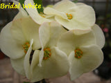 Euphorbia Milii BRIDAL WHITE Crown of Thorns Corona de Cristo Succulent