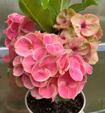 Euphorbia Milii SNOWFIRE Crown of Thorns  Corona de Cristo