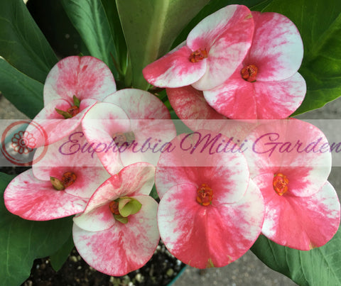 Euphorbia MIlii LUCKY PINKY Crown of Thorns Corona de Cristo