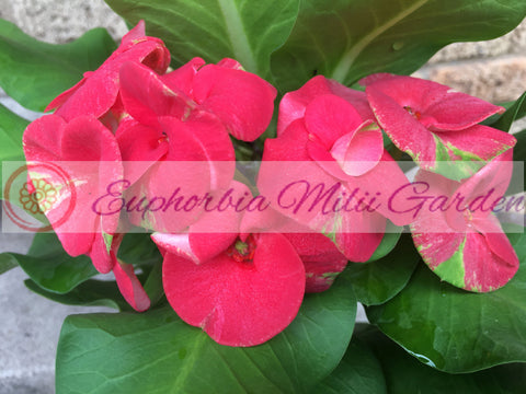 Euphorbia Milii TROPICAL TWIST Crown of Thorns