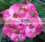 Euphorbia MIlii RAINBOW Crown of Thorns Corona de Cristo Cactus Succulent